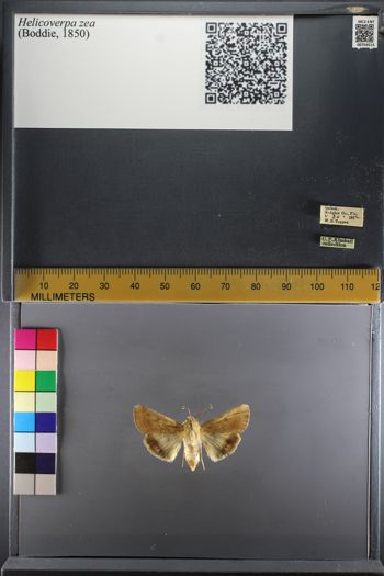 Media type: image;   Entomology 754515